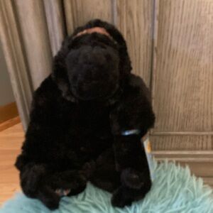 BRAND NEW STUFF ANIMAL! NWT! SMOKE FREE HOME!